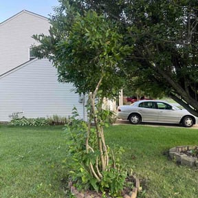 Bush Trimming by Larry's Leaf N Lawn reviewed on August 4, 2026