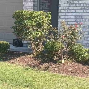 Bush Trimming by Forecast Lawn Service reviewed on November 9, 2025