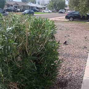Bush Trimming by Chacon Lawn Care reviewed on June 29, 2020