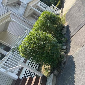 Bush Trimming by JBI Property Service LLC reviewed on October 20, 2025