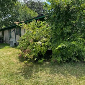 Bush Trimming by Community Lawn reviewed on August 18, 2025