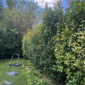 Bush Trimming by GrassBros reviewed on October 20, 2025