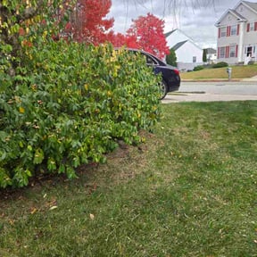 Leaf Removal by KRP Landscape reviewed on November 19, 2025