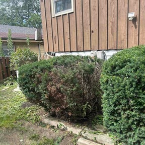 Bush Trimming by JD Lawn care and property maintenance reviewed on August 24, 2026