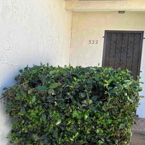 Bush Trimming by Reddy property care reviewed on August 17, 2025