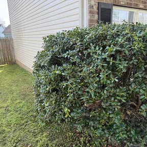 Bush Trimming by Pro-Line Lawn and Home Services LLC reviewed on March 14, 2026