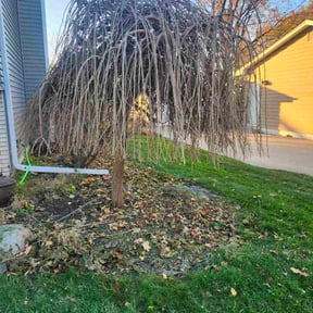 Bush Trimming by MTD Lawncare &amp; Maintenance reviewed on November 21, 2025