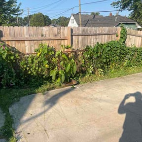 Bush Trimming by RobG Mows reviewed on August 6, 2026