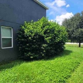 Bush Trimming by Randolph Empire Lawn Care reviewed on October 21, 2025