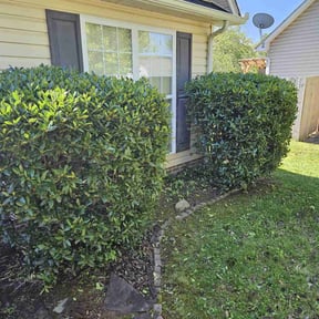 Bush Trimming by Green T's Lawn & Landscape reviewed on August 14, 2025
