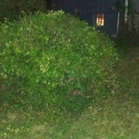 Bush Trimming by Yard Macanic reviewed on April 27, 2026