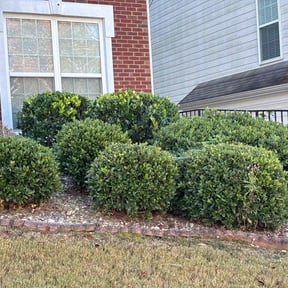 Bush Trimming by Yard Evolution Services reviewed on November 8, 2025