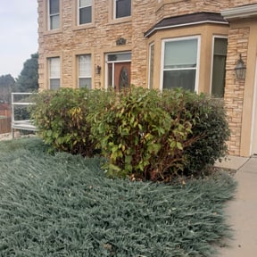 Bush Trimming by Straightlines LLC reviewed on October 14, 2023