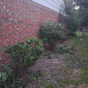 Bush Trimming by BV Lawns reviewed on August 20, 2026