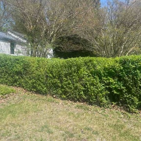 Bush Trimming by Back Creek Property Services reviewed on May 20, 2026