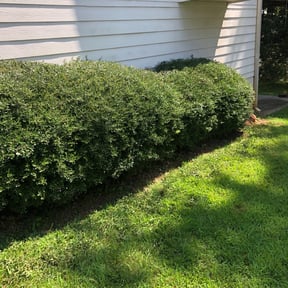 Bush Trimming by Sidekick reviewed on August 18, 2025