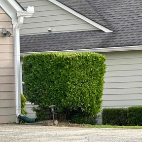 Bush Trimming by Laureans landscaping LLC reviewed on August 21, 2025