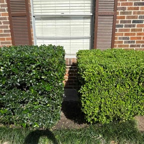 Bush Trimming by Prime Lawn Service . reviewed on August 20, 2025