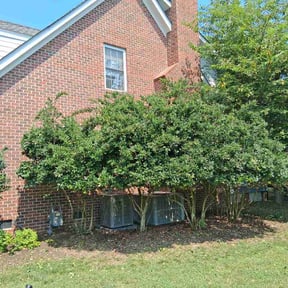 Bush Trimming by Frank's lawncare reviewed on August 6, 2026