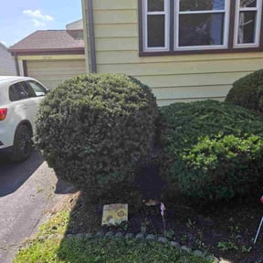 Bush Trimming by Rich Evergreen Mindful Lawn Care reviewed on October 21, 2025