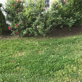 Flower Bed Weeding by Ultimate Landscape Contractor reviewed on August 13, 2025