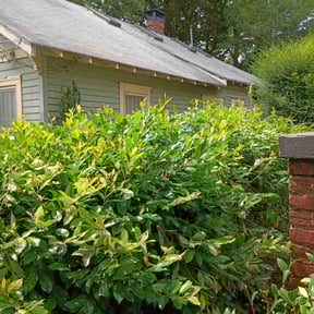 Bush Trimming by Berber Industries Landscaping reviewed on August 21, 2025