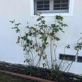 Bush Trimming by BNK Home Improvements &amp; Landscaping LLC reviewed on February 5, 2026