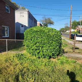 Bush Trimming by Padro Lawn and Window reviewed on April 25, 2025