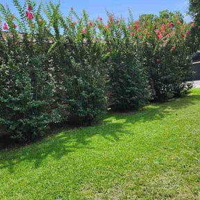 Bush Trimming by Lawns by Hennessey reviewed on June 27, 2026