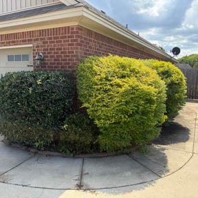 Bush Trimming by RJK Services reviewed on August 24, 2026