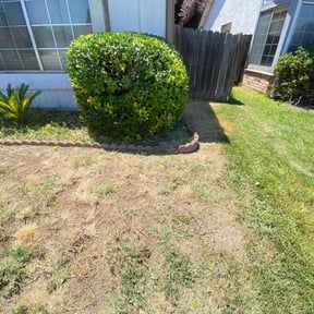 Bush Trimming by Achilles Lawncare reviewed on August 15, 2025