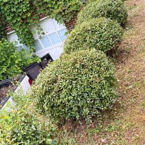 Bush Trimming by Perfectionist Landscape reviewed on June 21, 2026