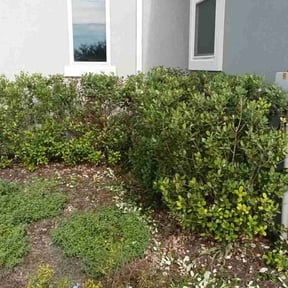 Bush Trimming by Macias landscaping reviewed on August 20, 2025