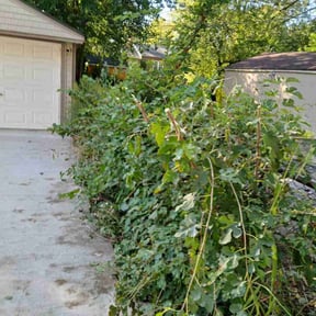 Bush Trimming by Green City Landscaping Co LLC reviewed on October 24, 2025