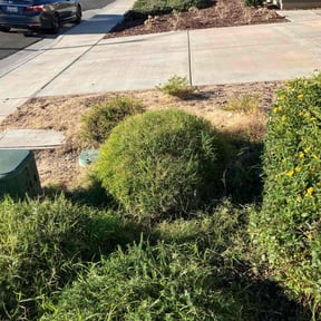 Bush Trimming by ashcare reviewed on June 27, 2026