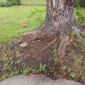 Leaf Removal by SeasonLock Property Services reviewed on July 29, 2026