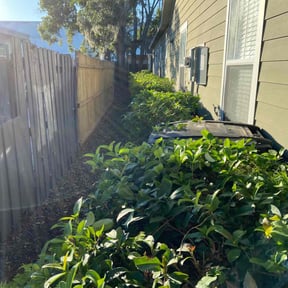 Bush Trimming by TOMS - Total Outdoor Maintenance reviewed on August 16, 2025
