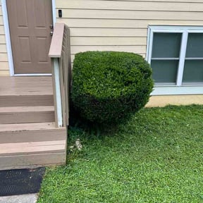 Bush Trimming by The Eighth Dimension, A.I.E reviewed on June 19, 2026