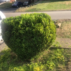 Bush Trimming by C Dirt Free Cleaning Services  reviewed on August 17, 2025