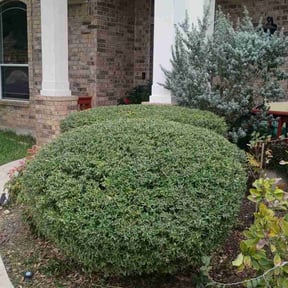 Bush Trimming by Bay Land &amp; Trees Llc. reviewed on November 29, 2025