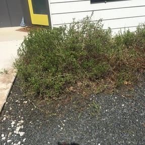 Bush Trimming by Dew Right Lawn Care LLC reviewed on September 7, 2023