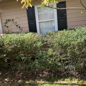 Bush Trimming by Morel Lawn & tree service reviewed on August 15, 2025