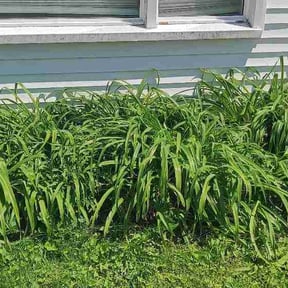 Flower Bed Weeding by Hay lawns reviewed on May 25, 2026