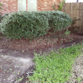 Bush Trimming by The lawn Service,LLC reviewed on August 15, 2025
