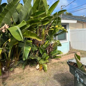 Leaf Removal by Héctor Lawn and Tree reviewed on November 24, 2025