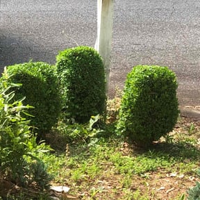 Bush Trimming by Goetz Lawn Care reviewed on August 20, 2025