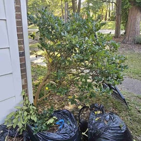 Bush Trimming by Top Turf L.L.C reviewed on August 17, 2025