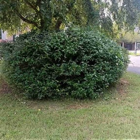 Bush Trimming by Simpkin Lawn Care reviewed on August 6, 2026