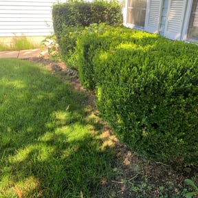 Bush Trimming by START2FINISH 247 reviewed on August 10, 2023