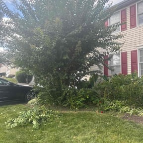 Bush Trimming by MR Lawn reviewed on April 25, 2024